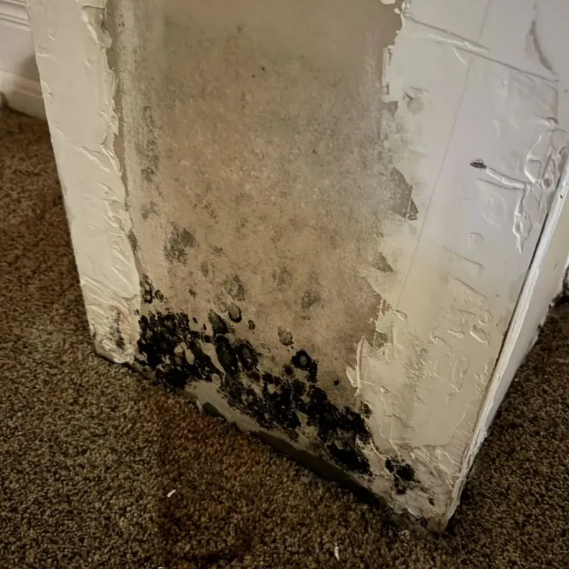 Professional Mold Removal in Pima County, AZ